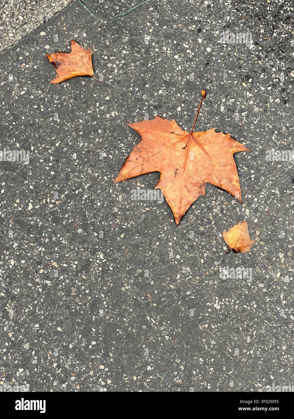 Singola grande foglia arancione autunnale su asfalto grigio con spazio di copia - Immagine stock catturata con smartphone