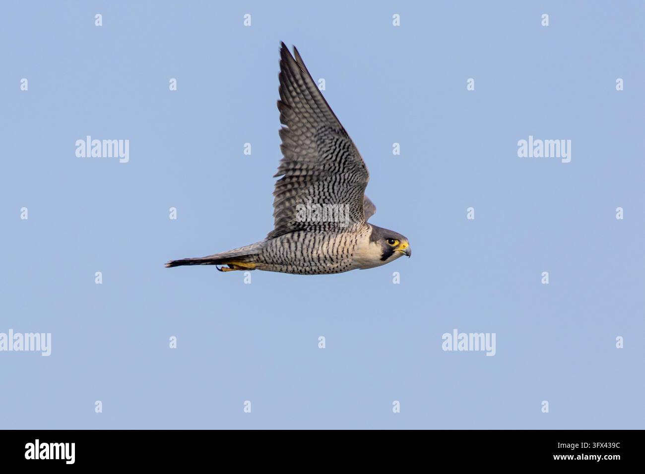 Un falco pellegrino adulto (Falco peregrinus) che taglia il cielo in volo rapido e orizzontale con le ali puntate verticalmente verso l'alto. Vista laterale. Foto Stock