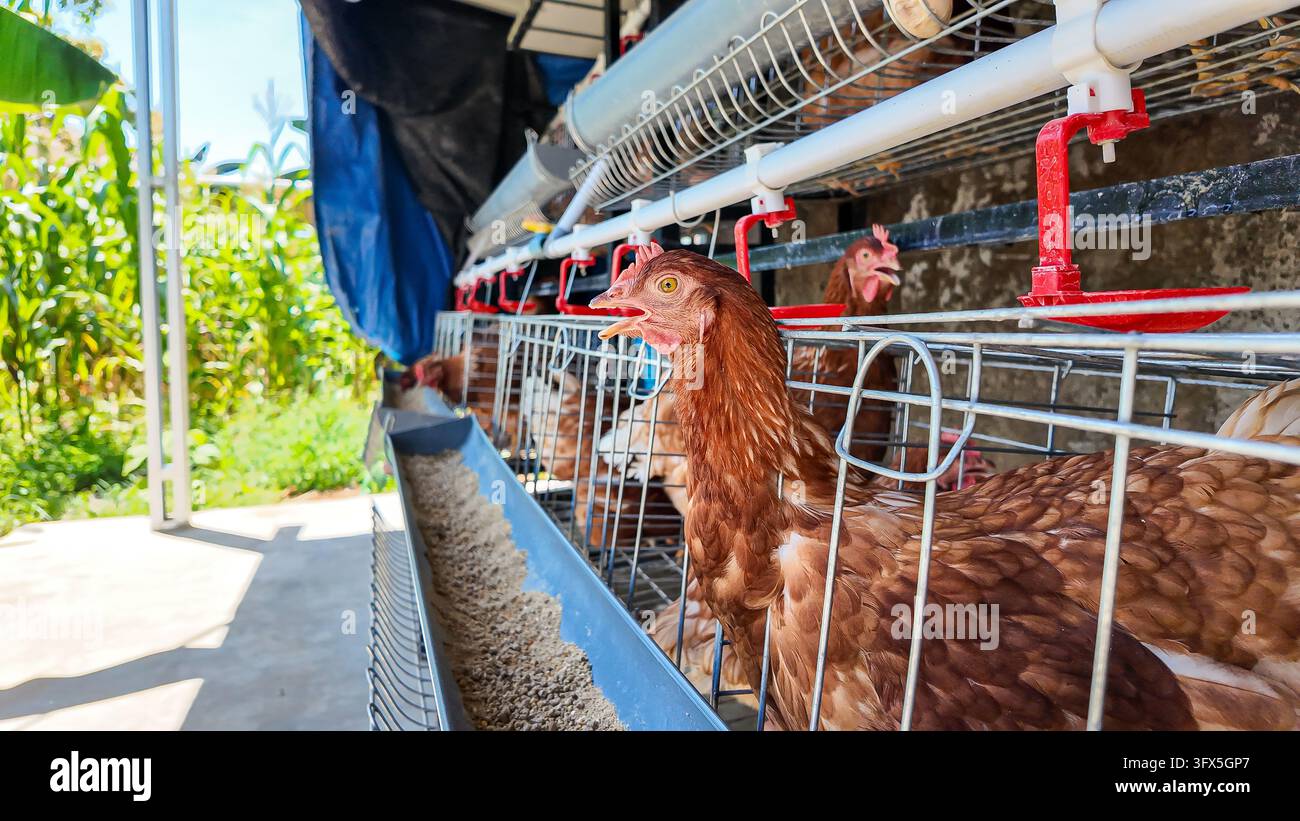 Galline ovaiole marroni in gabbie a batteria in un allevamento di pollame Foto Stock