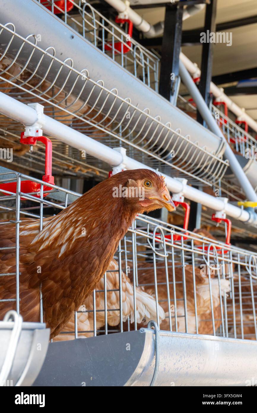 Gallina ovaia marrone che guarda fuori da una gabbia a batteria in un allevamento moderno di pollame Foto Stock