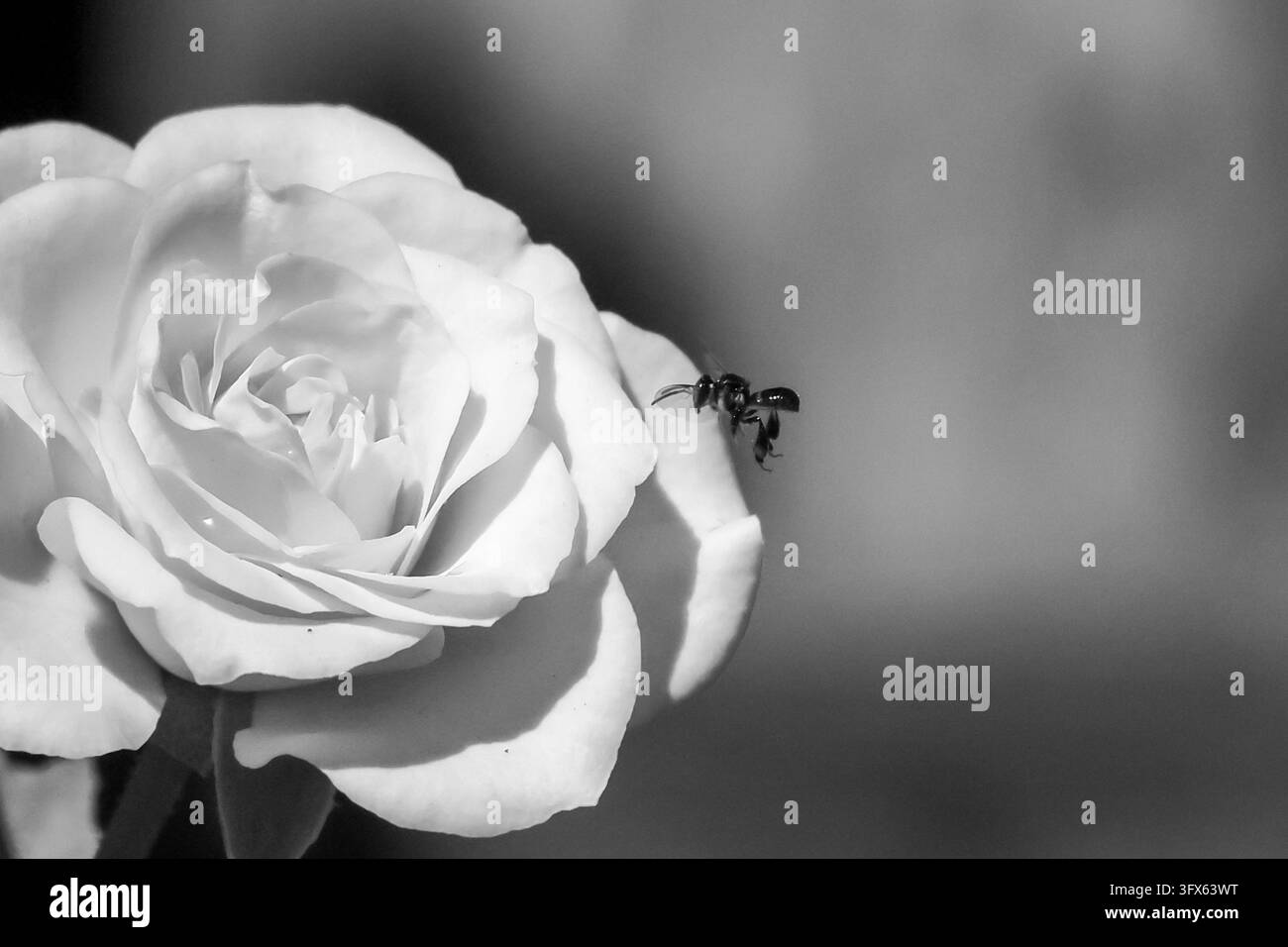 Una rosa bianca e un'ape in primo piano monocromo, texture delicata dei petali e dettagli dell'impollinatore che creano una composizione botanica tranquilla con contrasto drammatico Foto Stock
