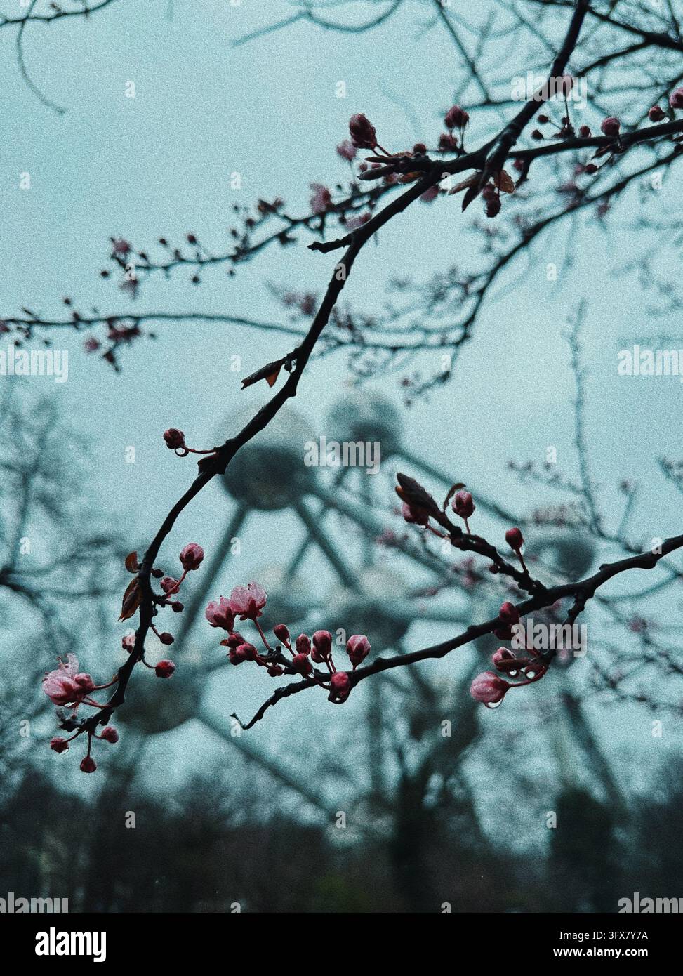 Primo piano suggestivo di delicate rami di alberi primaverili con gemme rosa e la silhouette dell'architettura dell'Atomium sfocata sullo sfondo. Foto Stock