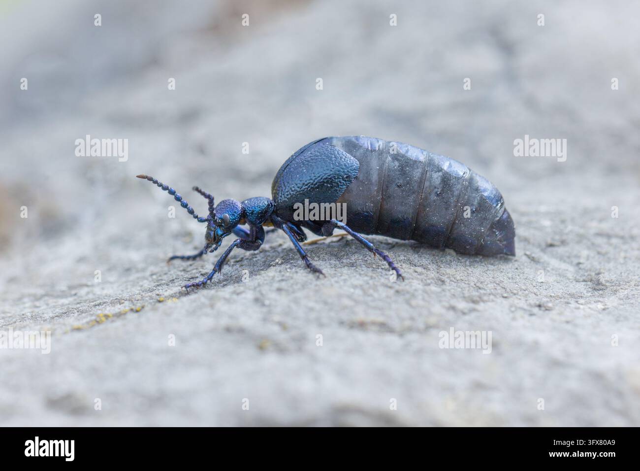 Coleottero oleoso (specie Meloe) con addome gonfio blu-grigio scuro e testa e zampe blu metallico che striscia su un terreno pallido Foto Stock