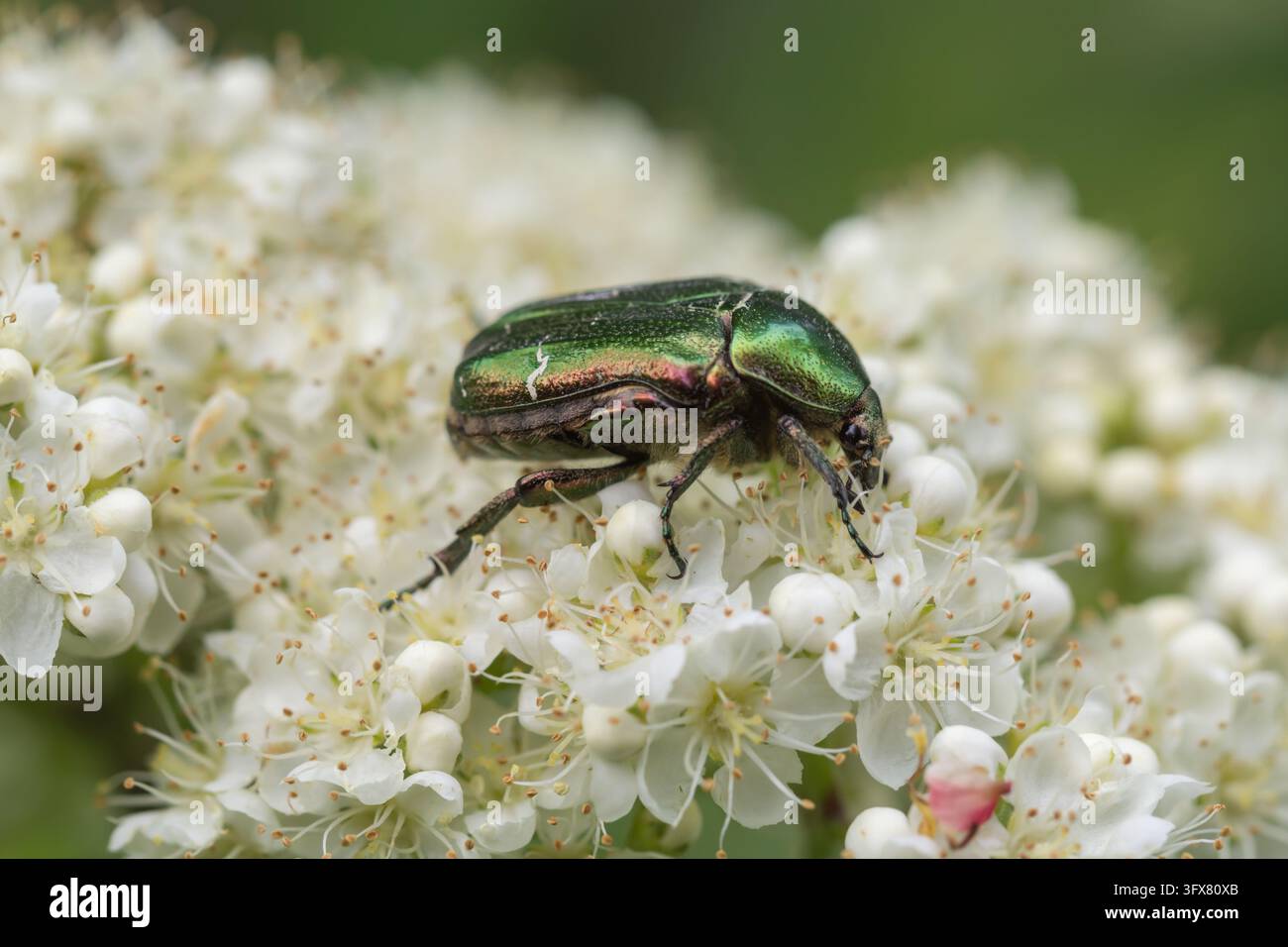 Scarabeo cetonia (Cetonia aurata) con elitre verde metallico che si nutre di grappoli di piccoli fiori bianchi Foto Stock