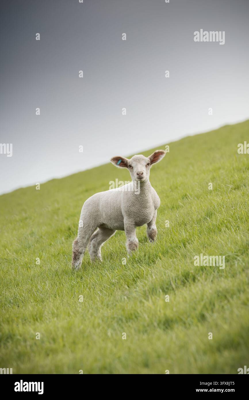 Piccolo agnello in piedi sulla diga dell'Elbe e che guarda curiosamente verso la fotocamera Foto Stock