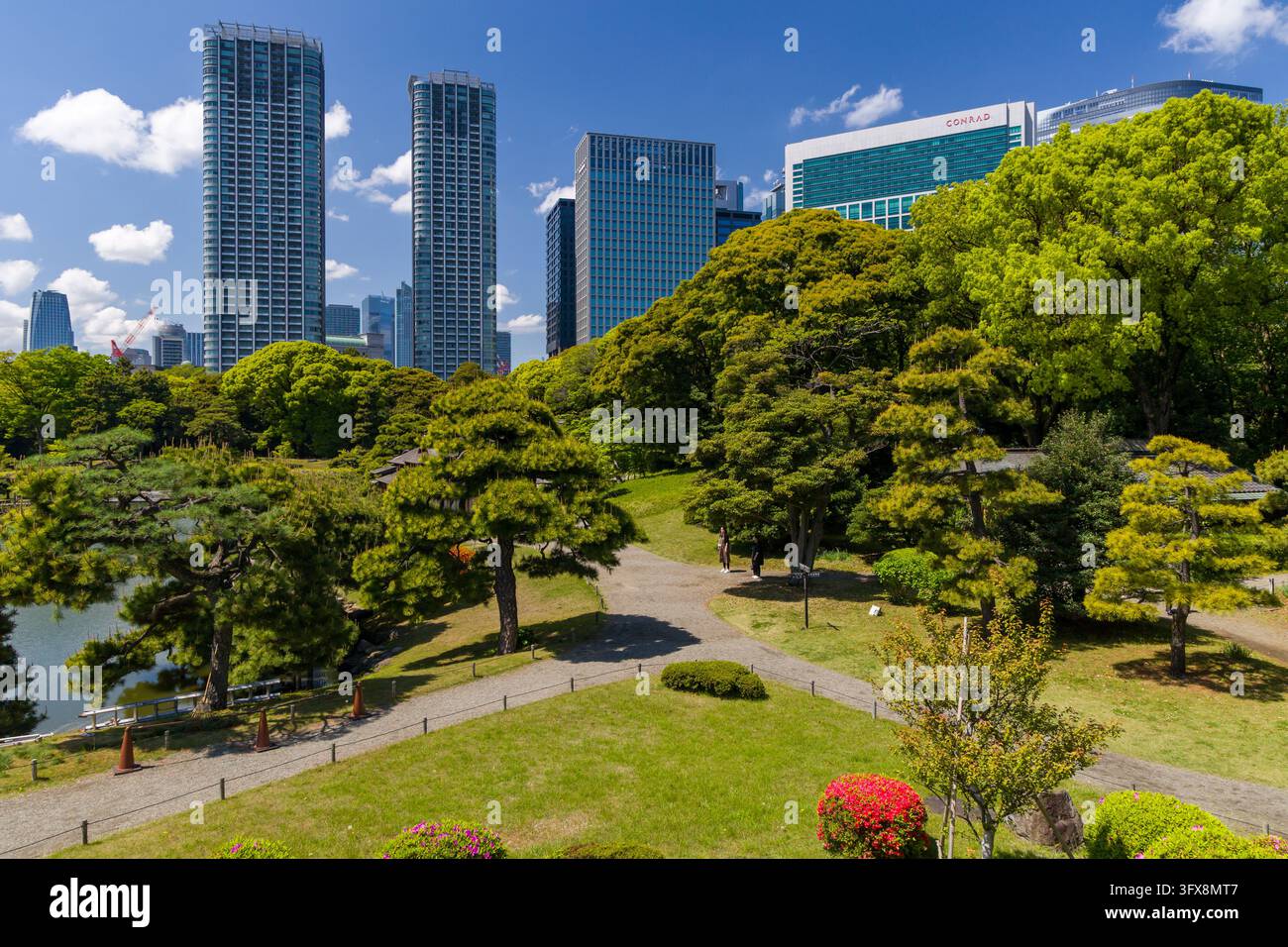 Sentiero dei giardini Hamarikyu e pini ben curati a Tokyo, le moderne torri uffici di Shiodome si ergono direttamente dietro i terreni del parco tradizionale del periodo Edo Foto Stock