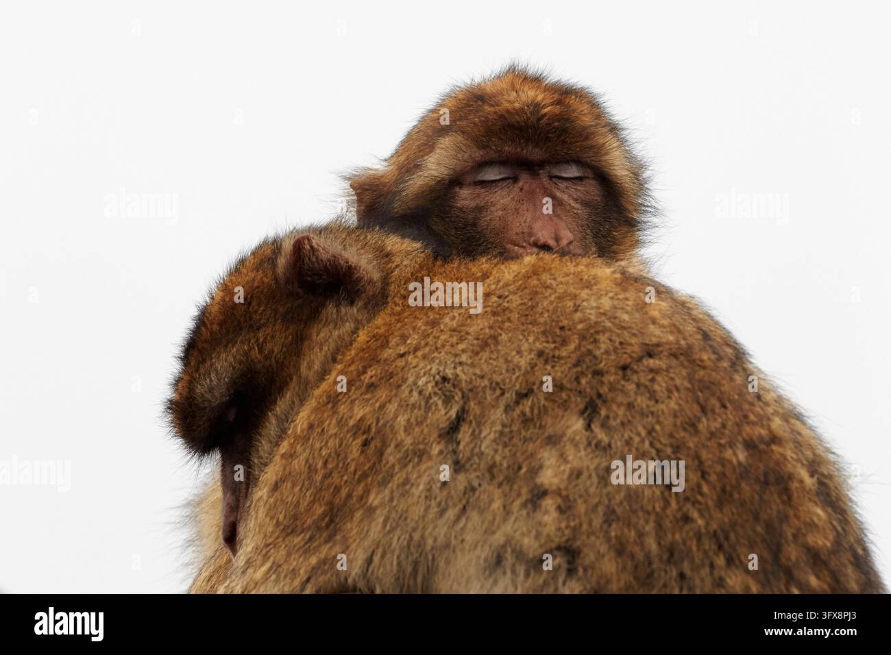 Scimmia berbera; Scimmia barbera; Macaca sylvanus; Gibilterra Foto Stock