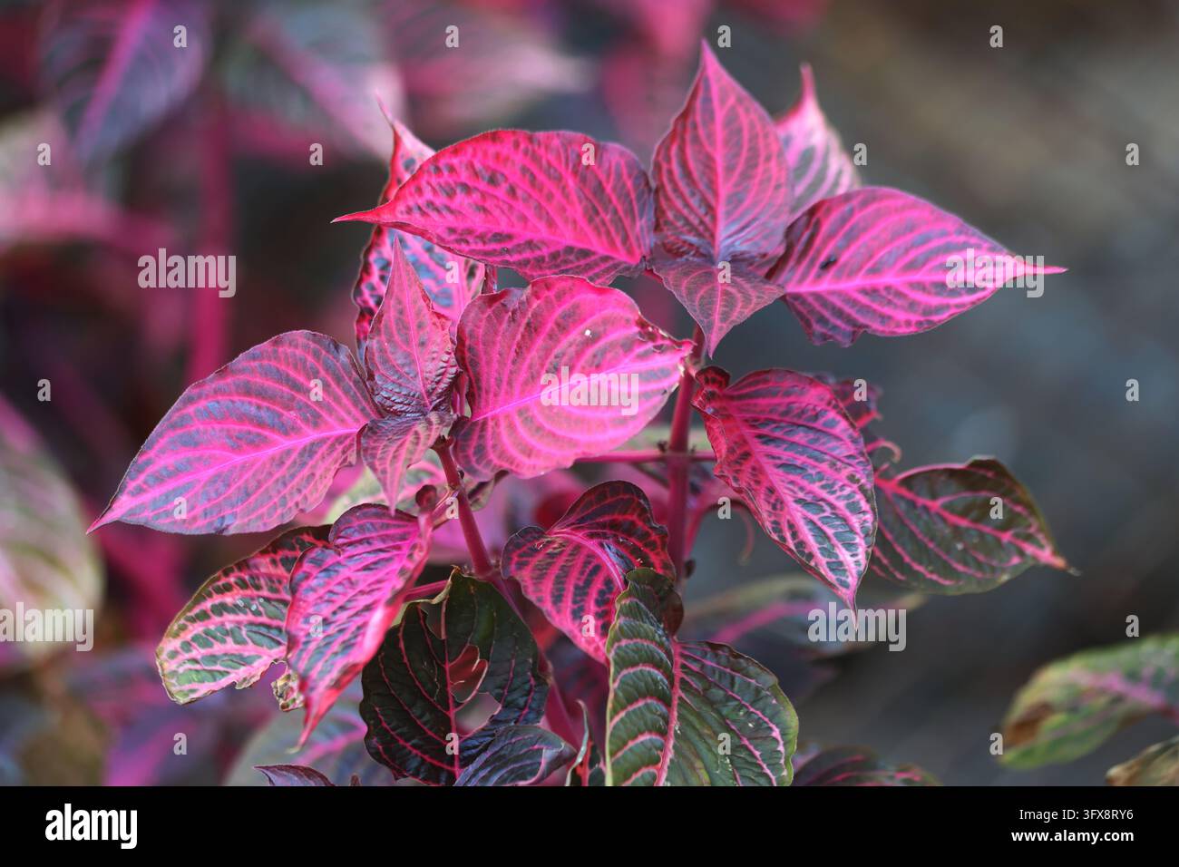 Piante Iresine herbstii bloodleaf con fogliame rosa vibrante macro primo piano. Piante ornamentale Herbst bloodleaf con foglie rosa magenta in fiore Foto Stock