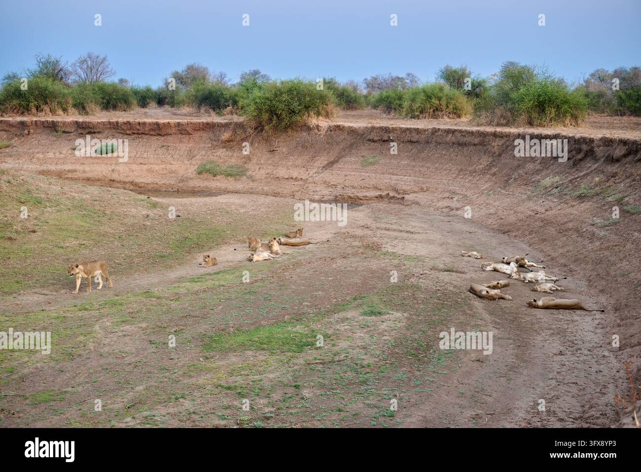 Leoni (Panthera leo), Parco Nazionale del Sud Luangwa, Mfuwe, Zambia, Africa |leone (Panthera leo), Parco Nazionale del Sud Luangwa, Mfuwe, Zambia, Africa| Foto Stock