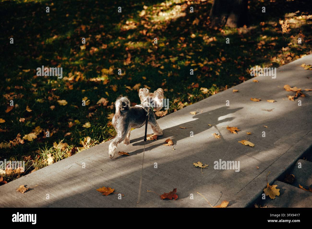 Un piccolo cane Yorkshire Terrier al guinzaglio cammina lungo un marciapiede illuminato dal sole accanto a un parco cosparso di foglie autunnali. Ombre lunghe e luce calda catturano la scena Foto Stock
