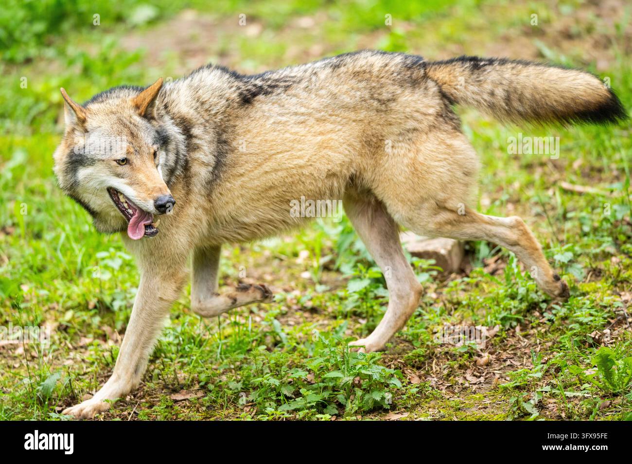 Lupo grigio europeo (Canis lupus lupus) su un prato, Germania, Europa Foto Stock
