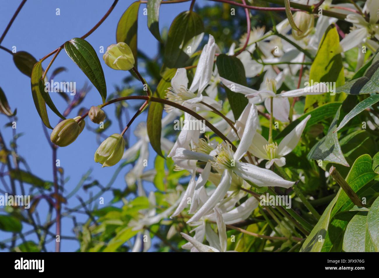 Clematide sempreverde (Clematis armandii) "Snowdrift" in fiore in un giardino, Wiltshire, Regno Unito, marzo. Foto Stock