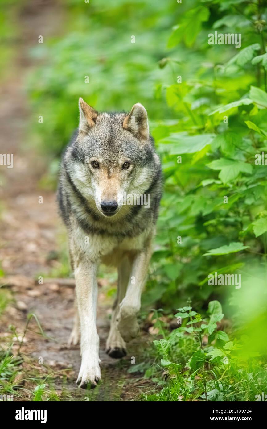 Lupo grigio europeo (Canis lupus lupus) nella foresta, Germania, Europa Foto Stock