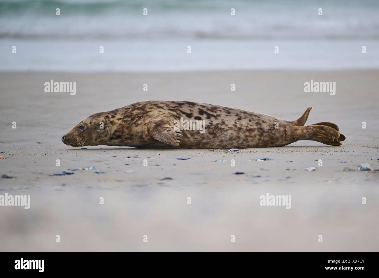 Foca grigia (Halichoerus grypus) sulla spiaggia, Düne, Helgoland, Schleswig-Holstein, Germania Foto Stock