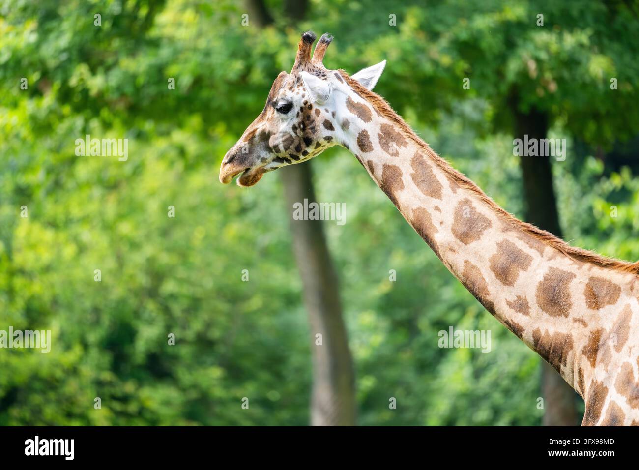 Giraffa reticolare (Giraffa camelopardalis reticulata), ritratto, prigioniero, Germania, Europa Foto Stock
