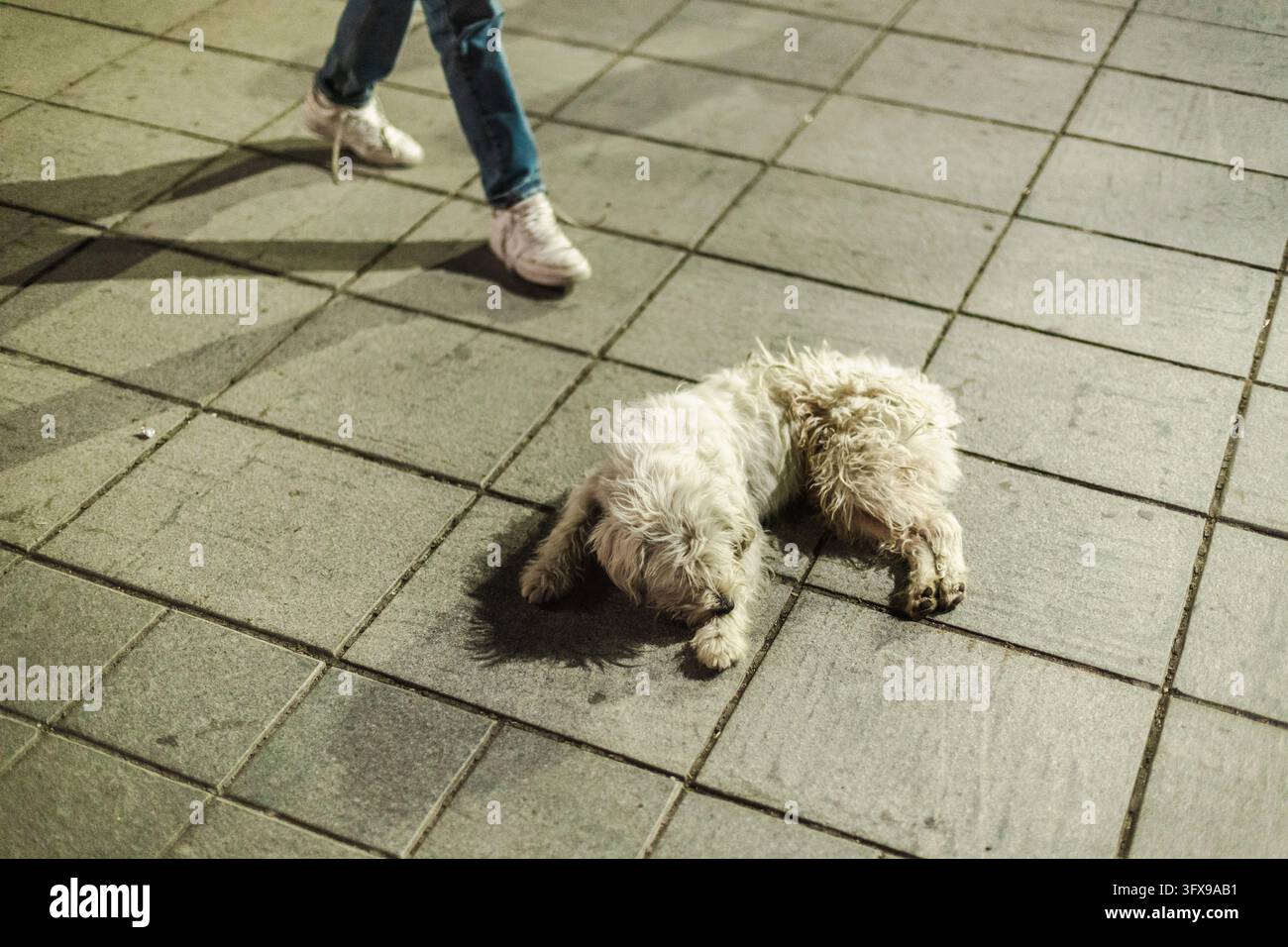 Piccolo cane arruffato giace su un pavimento piastrellato mentre una persona passa oltre. Foto Stock