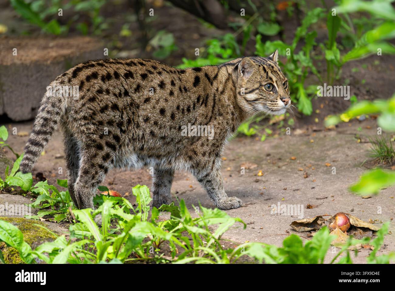 Gatto da pesca (Prionailurus viverrinus) che cammina per terra, Germania, Europa Foto Stock