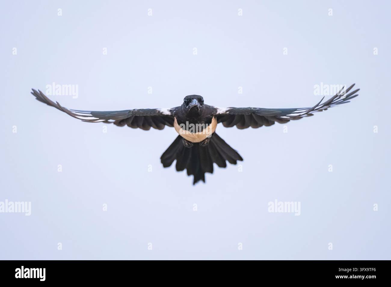 Il magpie europeo (Pica pica) sorvolando un campo, Belchite, Aragona, Saragossa, Spagna, Europa Foto Stock
