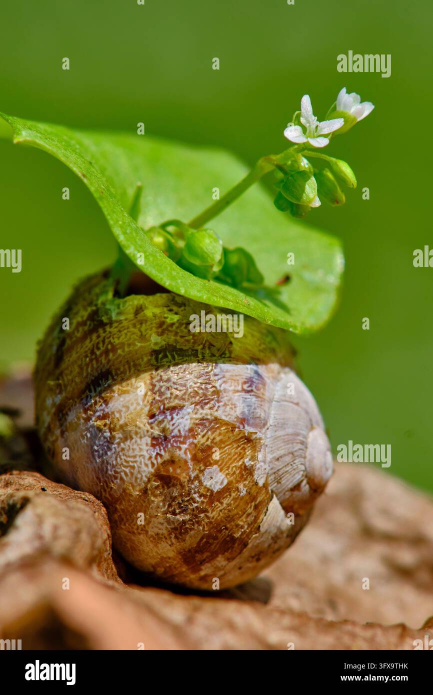 Foglia di cucchiaio con fiore che cresce da un guscio di lumaca. In primavera, un germoglio di una pianta a foglie di cucchiaio è cresciuto prima attraverso una foglia di noce essiccata e poi Foto Stock