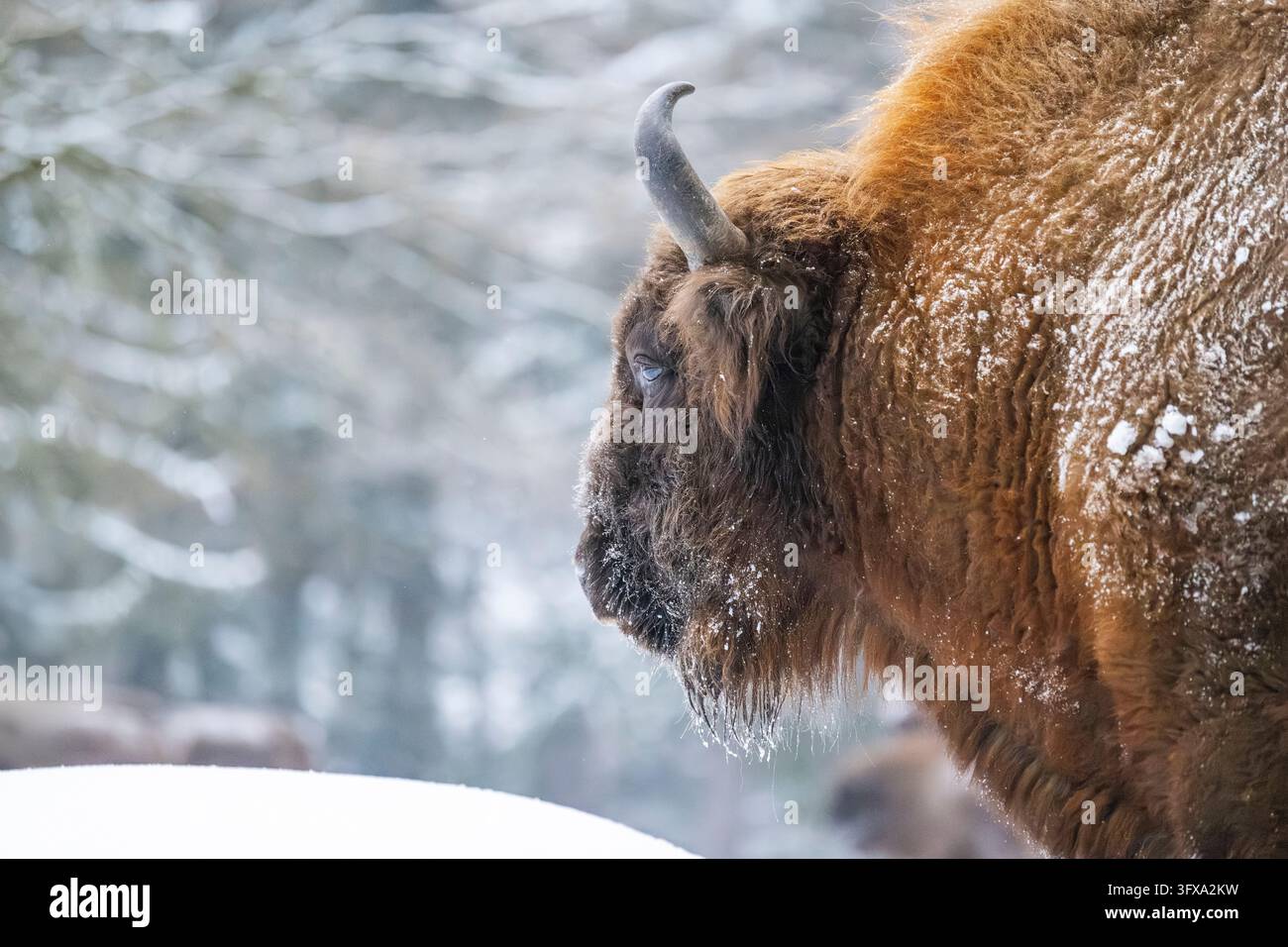 Bison europeo (Bison bonasus) o ritratto di wisent in inverno, neve, Bavaria, Germania, Europa Foto Stock