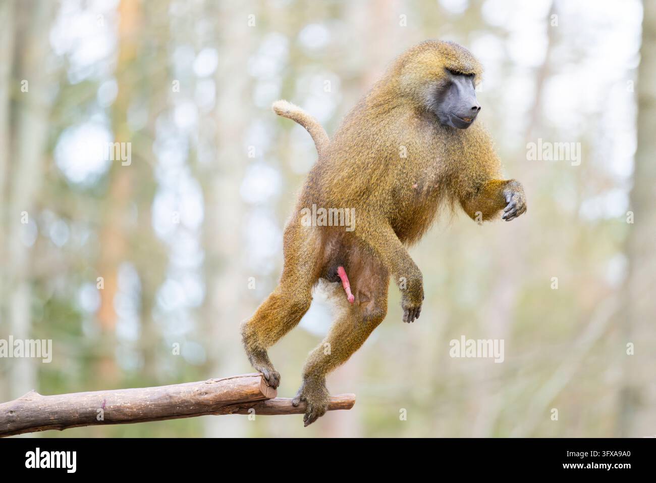 Porcellino d’India (Papio papio) che salta da un ramo nell’aria, in cattività, Bavaria, Germania, Europa Foto Stock