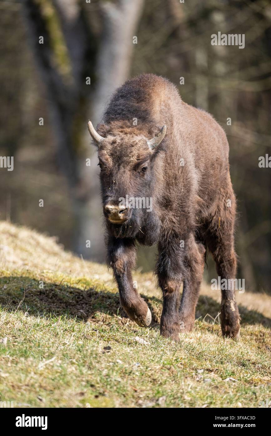 Bisonte europeo (Bison bonasus) su un prato, Baviera, Germania, Europa Foto Stock