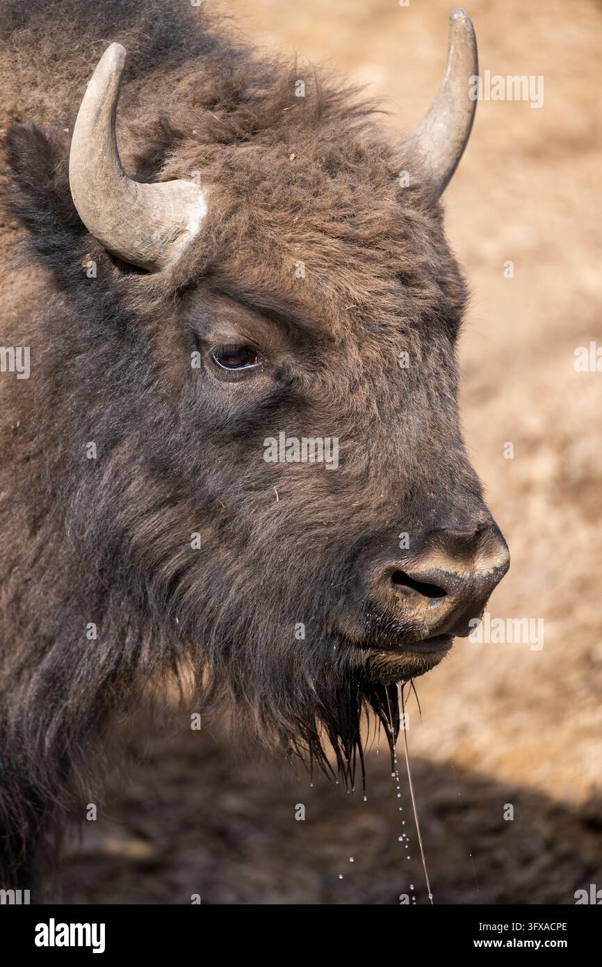 Bisonte europeo (Bison bonasus) su un prato, Baviera, Germania, Europa Foto Stock