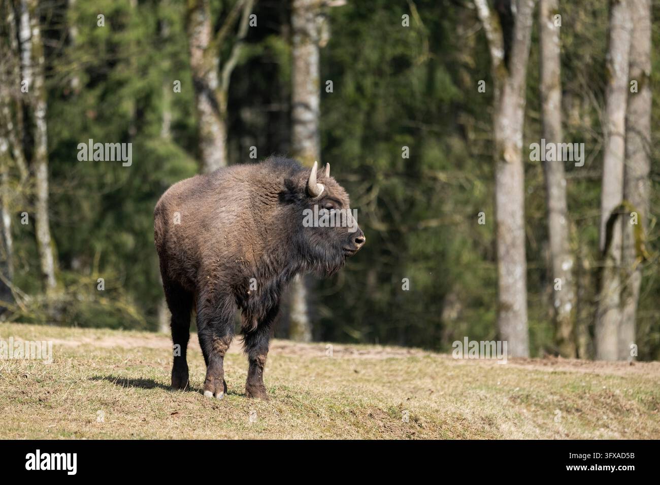 Bisonte europeo (Bison bonasus) su un prato, Baviera, Germania, Europa Foto Stock