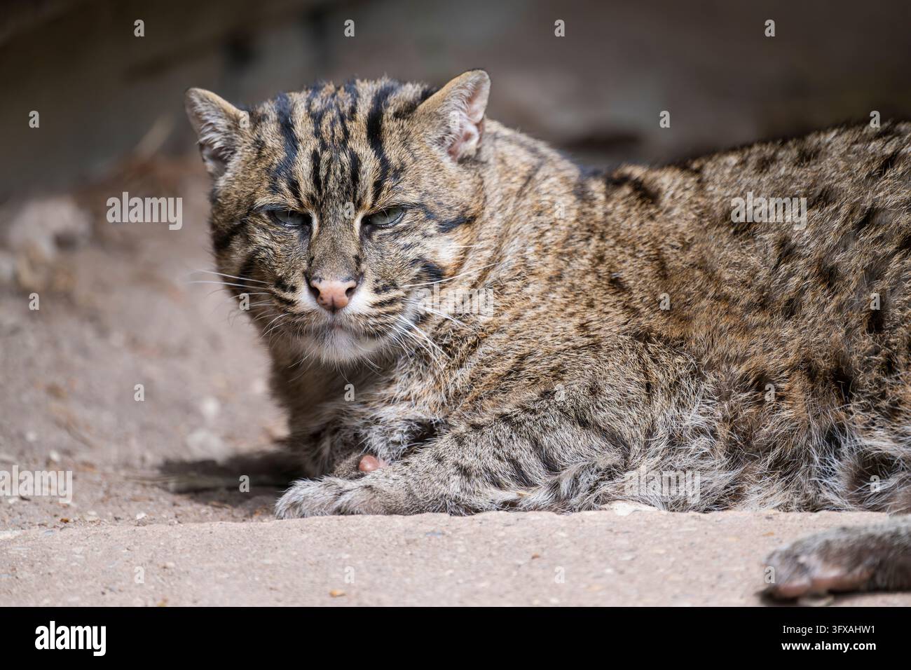 Gatto dalla testa piatta (Prionailurus viverrinus) sdraiato a terra, ritratto, Germania, Europa Foto Stock
