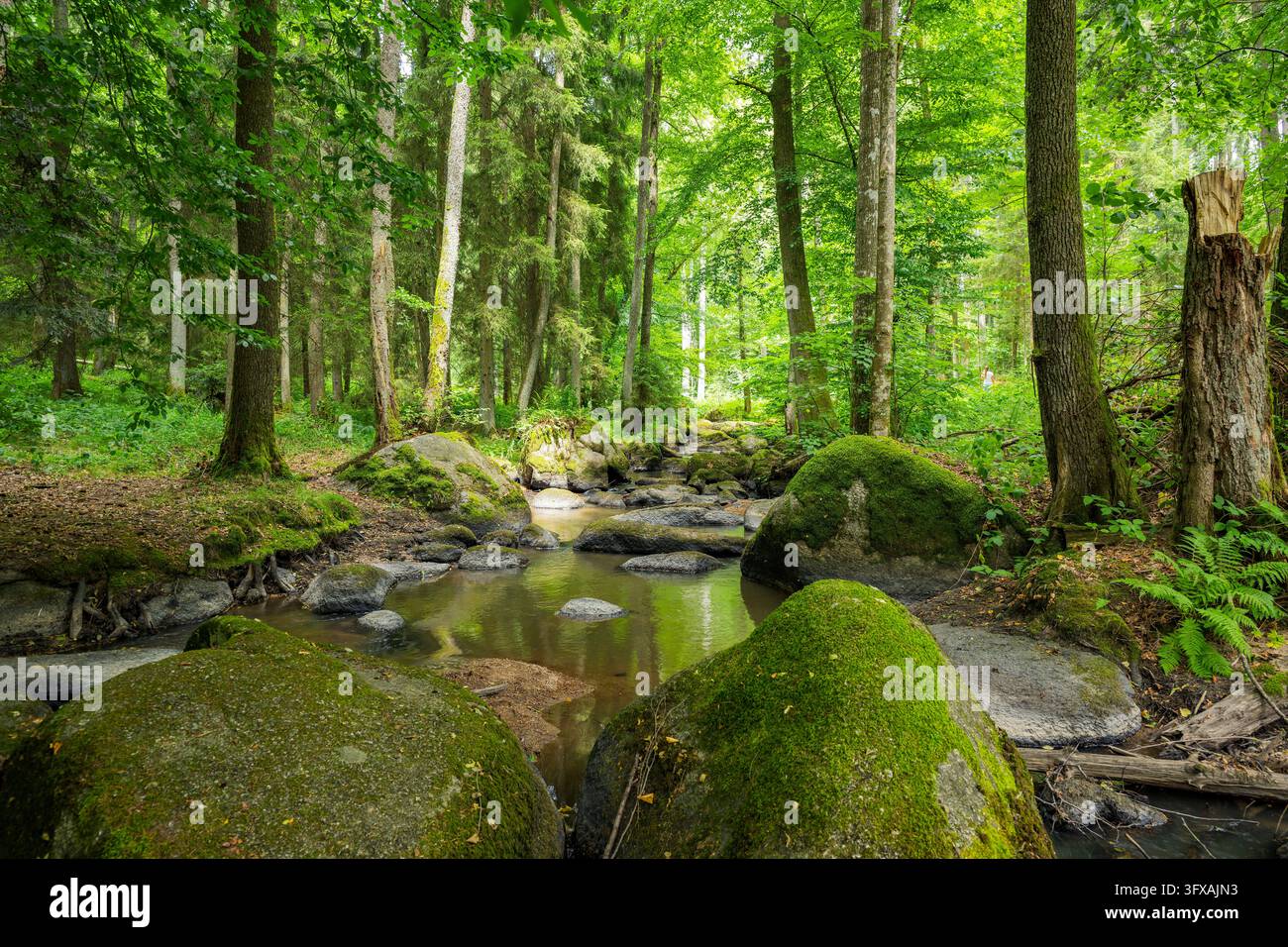 Un piccolo fiume che scorre attraverso la foresta nelle caccia di Turn e Taxis all'inizio dell'estate vicino a Regensburg, Alto Palatinato, Bavaria, Germania, Europa Foto Stock