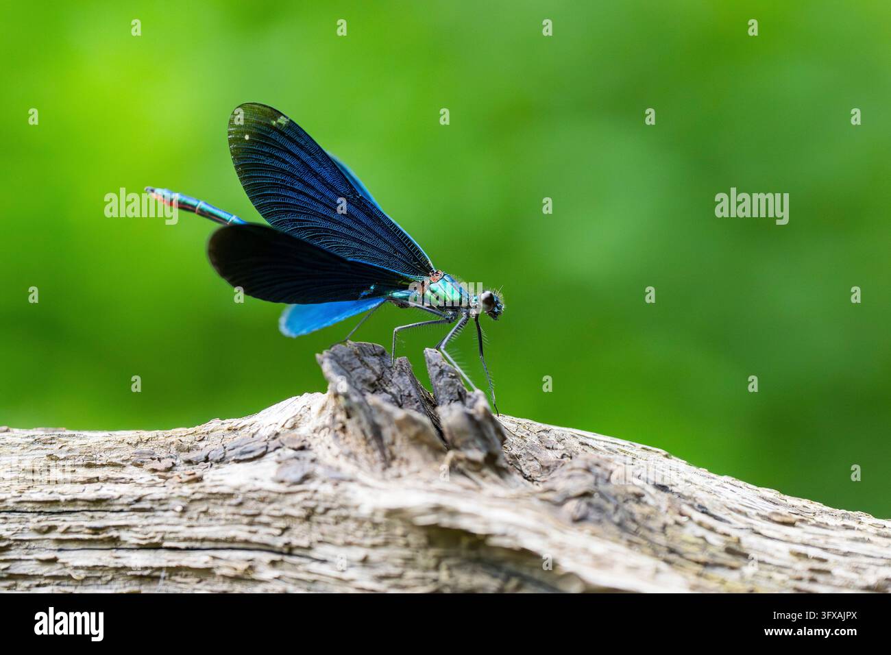 Bellissima damigella (Calopteryx virgo) seduta su un bosco, Baviera, Germania Foto Stock