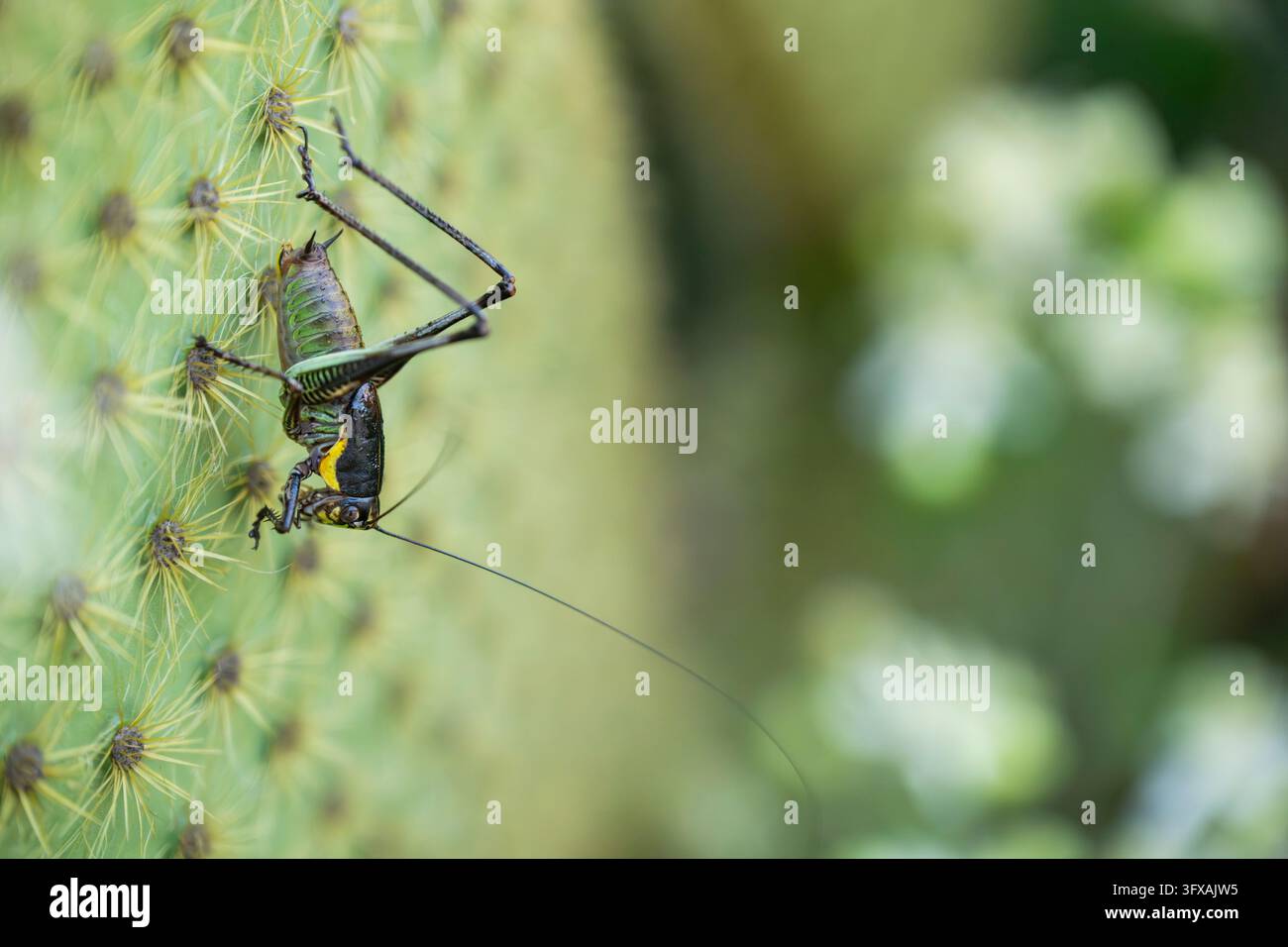 Bush cricket o katydidi probabilmente Barbitistes constrictus, Cres, Croazia Foto Stock