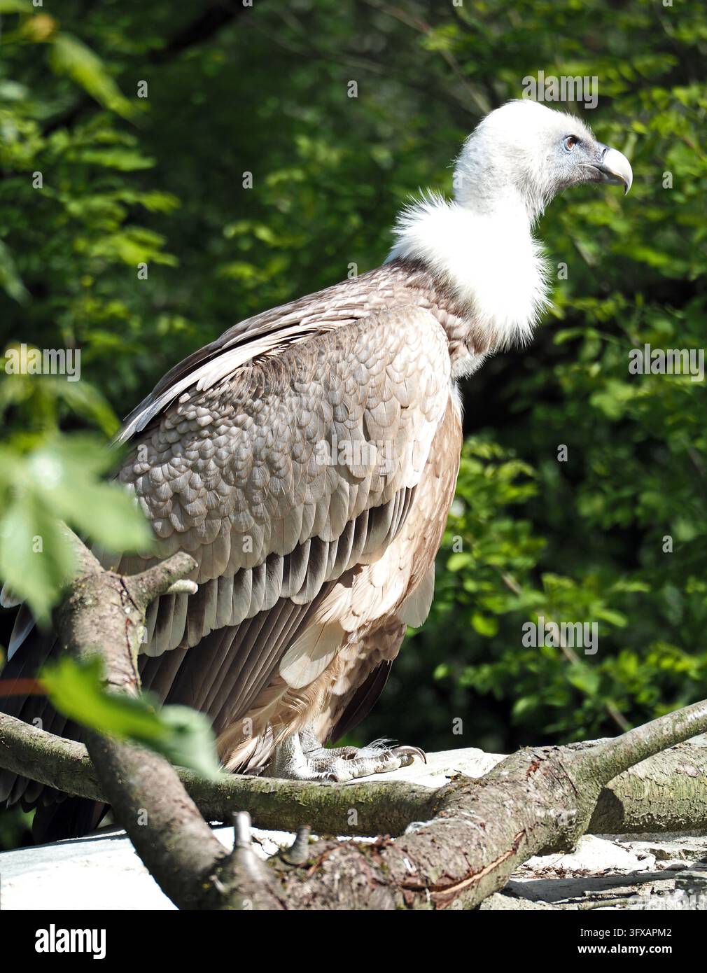 Uccelli, rapaci, avvoltoi, avvoltoio reale, Gyps fulvus, avvoltoio reale, ritratto in piedi, Opel Zoo, Kronberg, Taunus, Germania Immagine digitale Foto Stock