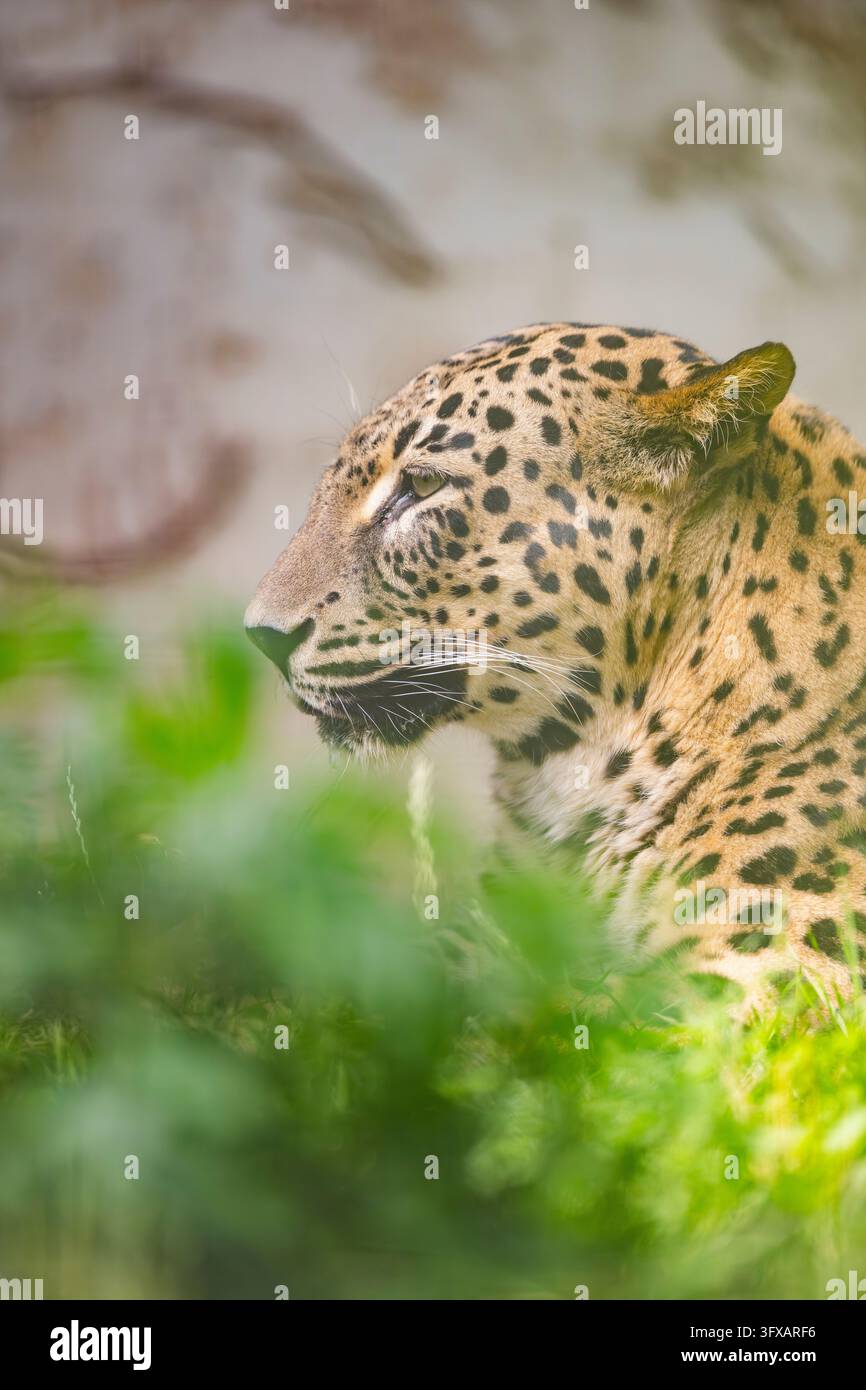 Leopardo (Panthera pardus) giacente tra i cespugli, prigioniero, distribuzione africa Foto Stock