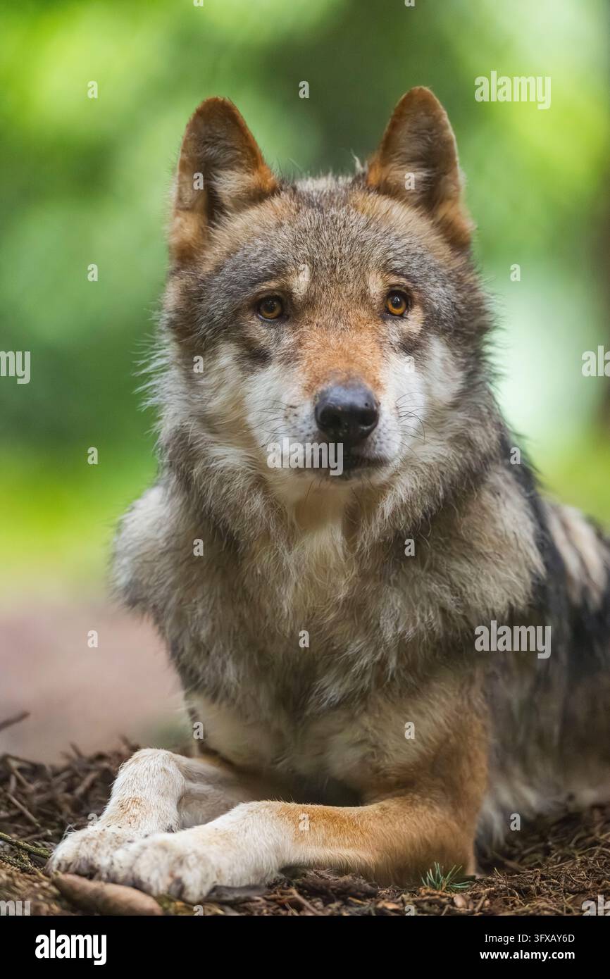 Lupo eurasiatico (Canis lupus lupus) che giace in una foresta, Assia, Germania, Europa Foto Stock