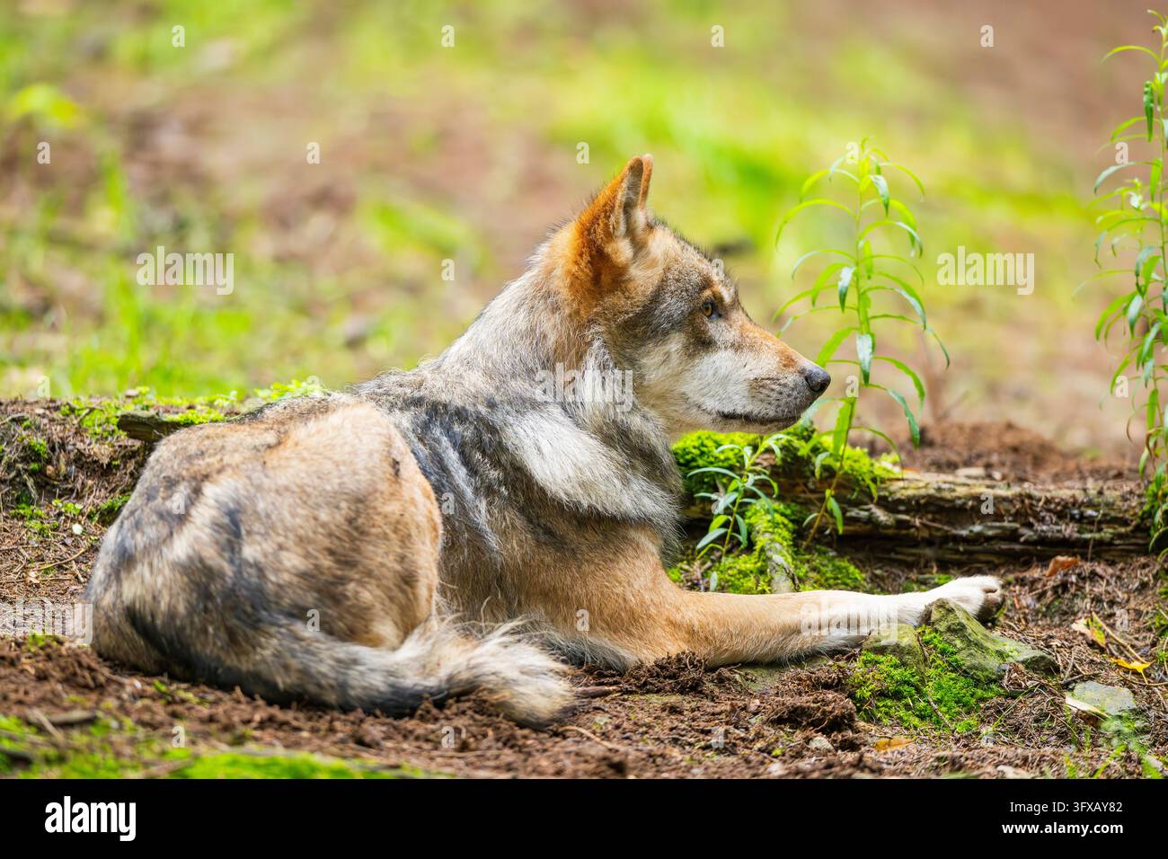 Lupo eurasiatico (Canis lupus lupus) che giace in una foresta, Assia, Germania, Europa Foto Stock
