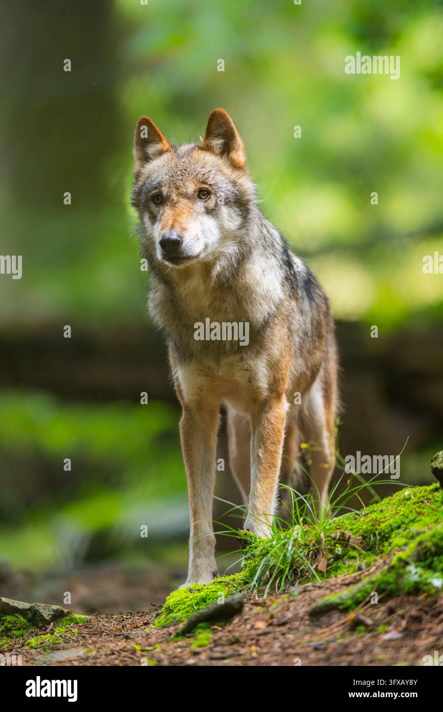 Lupo eurasiatico (Canis lupus lupus) in piedi in una foresta, Assia, Germania, Europa Foto Stock