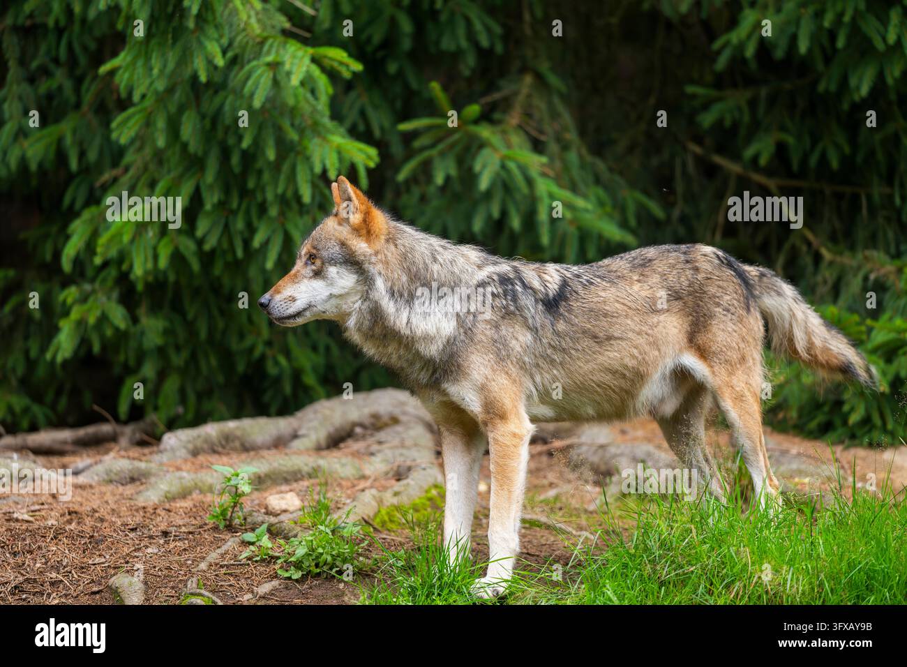 Lupo eurasiatico (Canis lupus lupus) in una foresta, Baviera, Germania, Europa Foto Stock