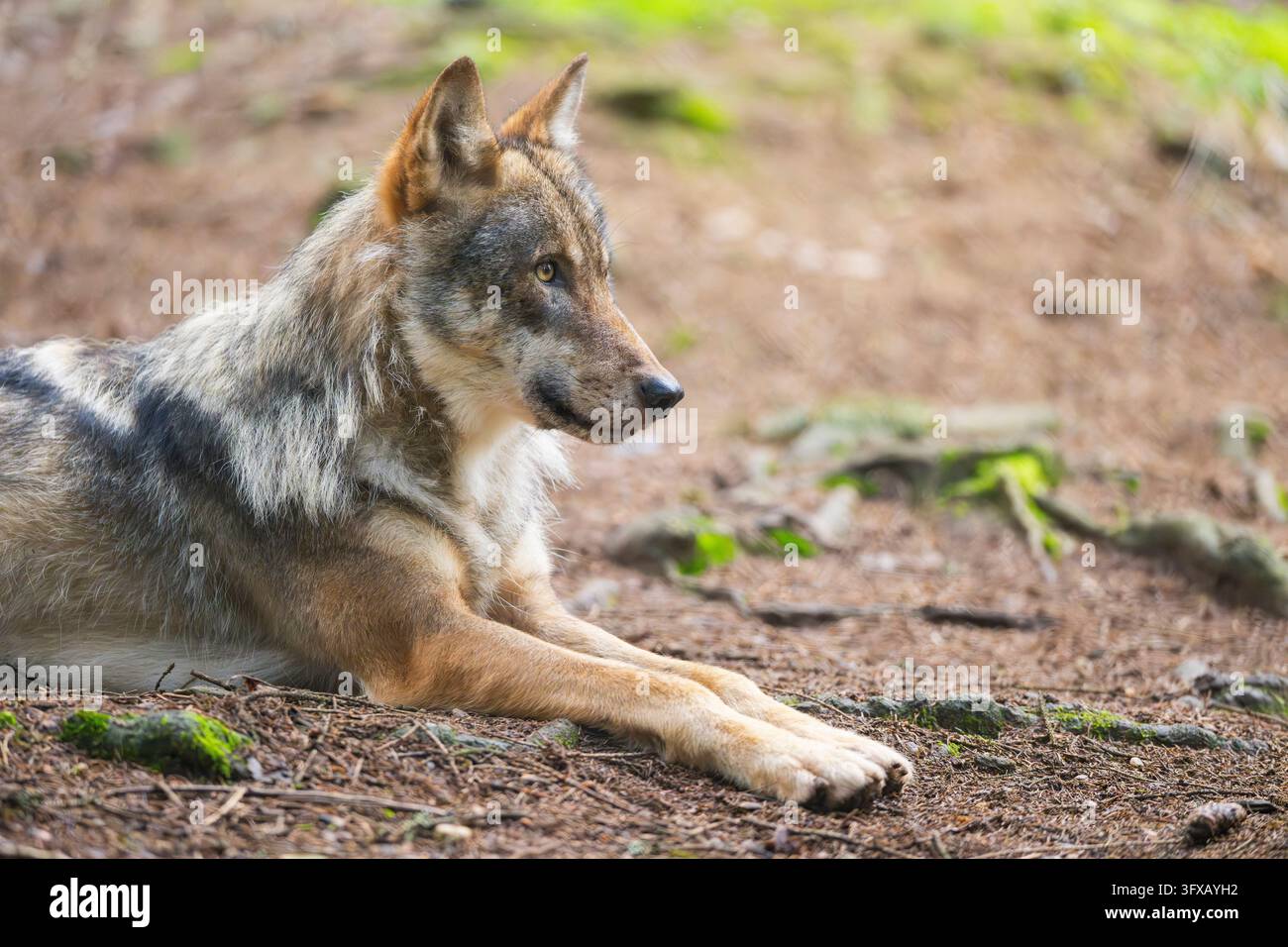 Lupo eurasiatico (Canis lupus lupus) che giace in una foresta, Assia, Germania, Europa Foto Stock