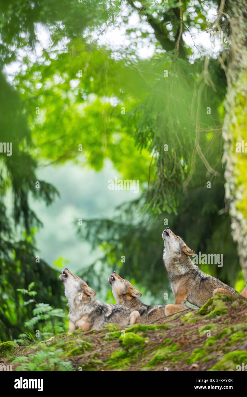 Branchio di lupi eurasiatici (Canis lupus lupus) che ululano in una foresta, Bavaria, Germania, Europa Foto Stock