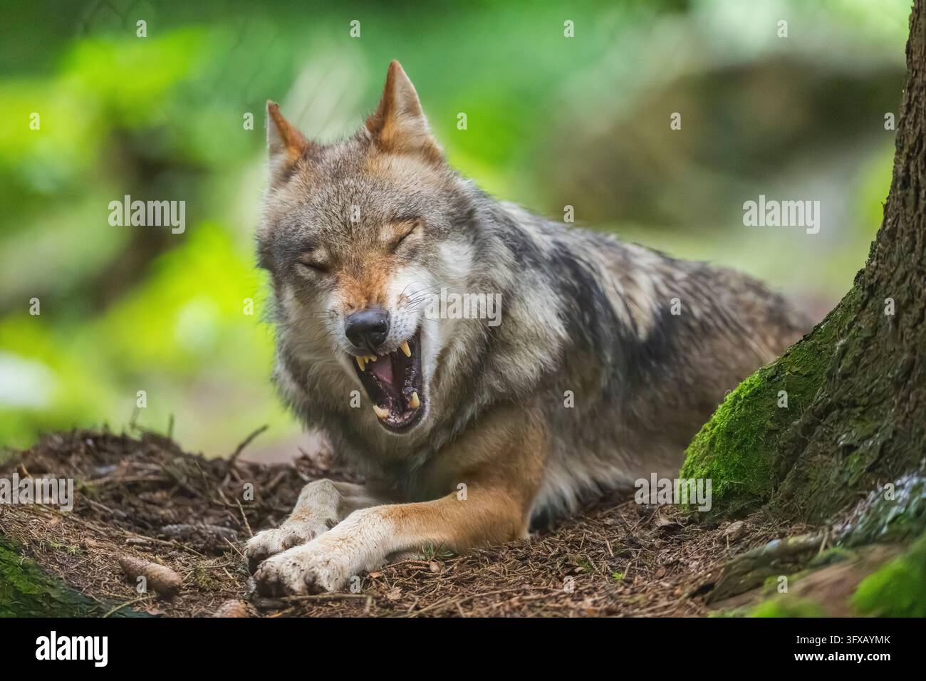 Lupo eurasiatico (Canis lupus lupus) che giace in una foresta, Assia, Germania, Europa Foto Stock