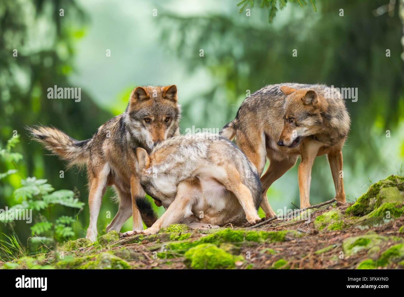 Branchio di lupi eurasiatici (Canis lupus lupus) in una foresta, Bavaria, Germania, Europa Foto Stock