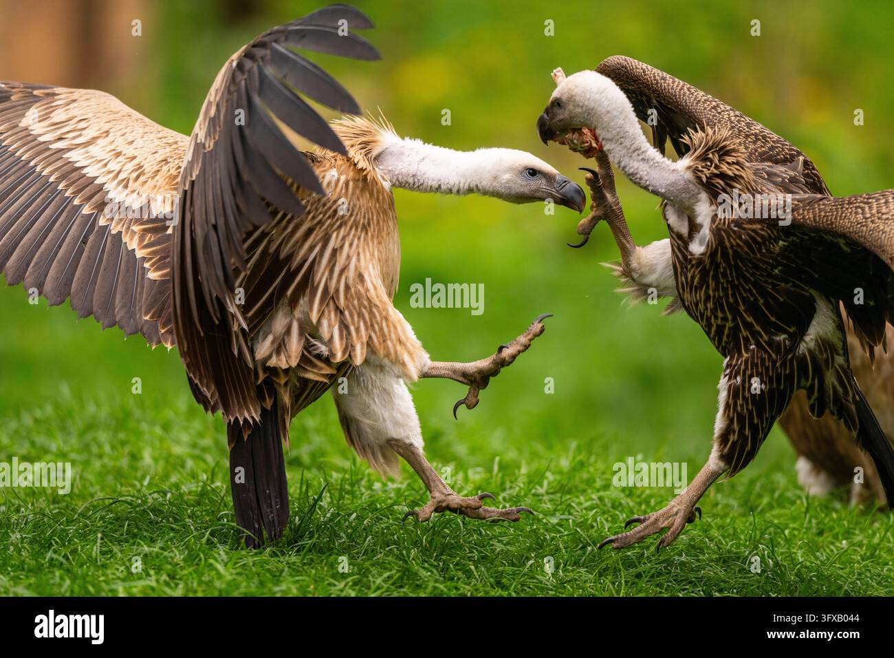 Grifoni (Gyps fulvus) che litigano su un prato in primavera, Baviera, Germania Foto Stock