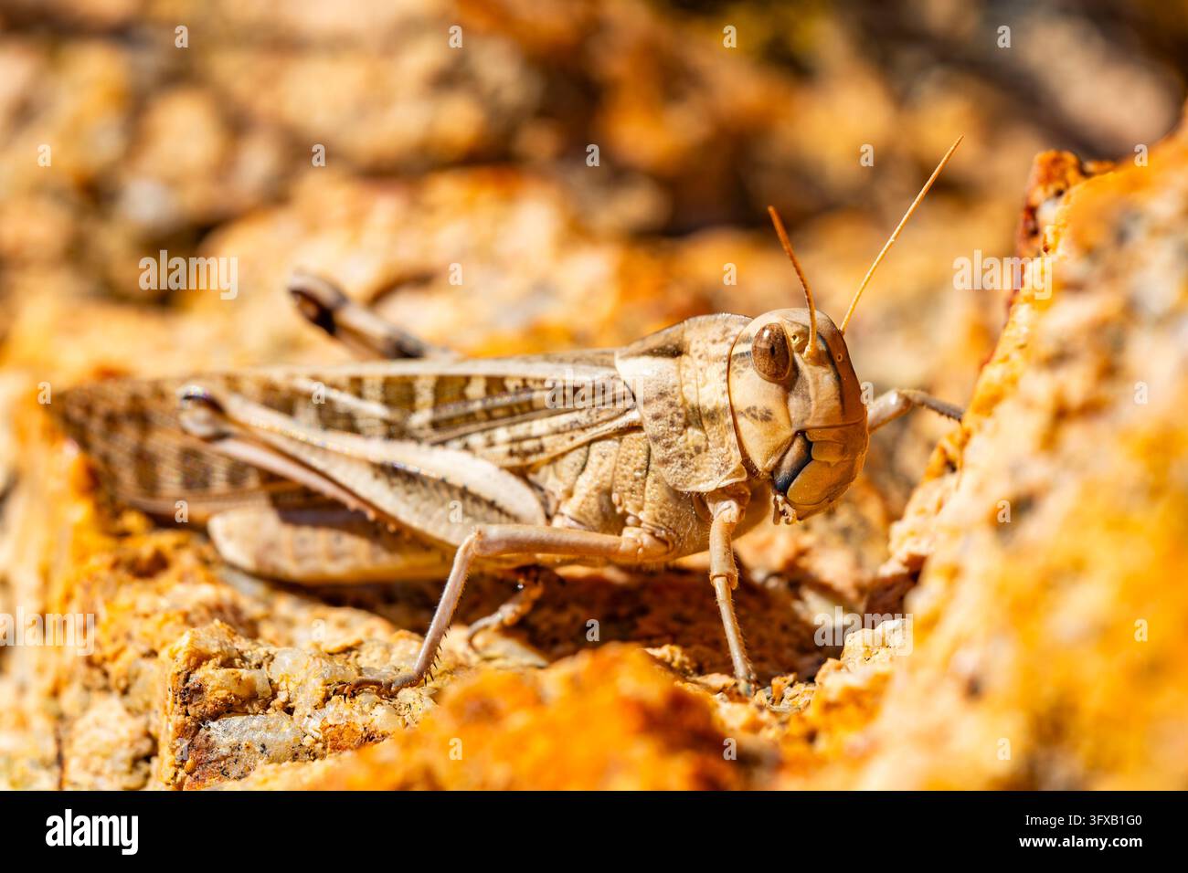 Scaraffia migratoria (Locusta migratoria) seduta sulle pietre della costa di Marinedda in una giornata di sole, Sardegna, Italia, Europa. Foto Stock