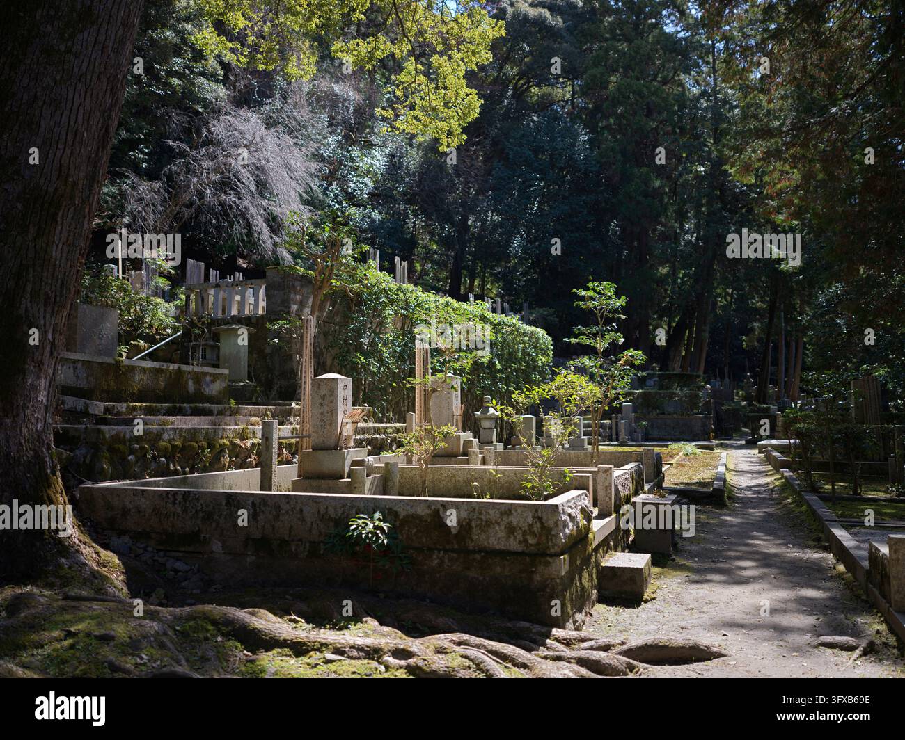 Tombe di pietra illuminate dal sole, lanterne e terrazze ricoperte di muschio sotto alti alberi lungo un sentiero sterrato in un vecchio cimitero giapponese a Kyoto, Giappone. Foto Stock