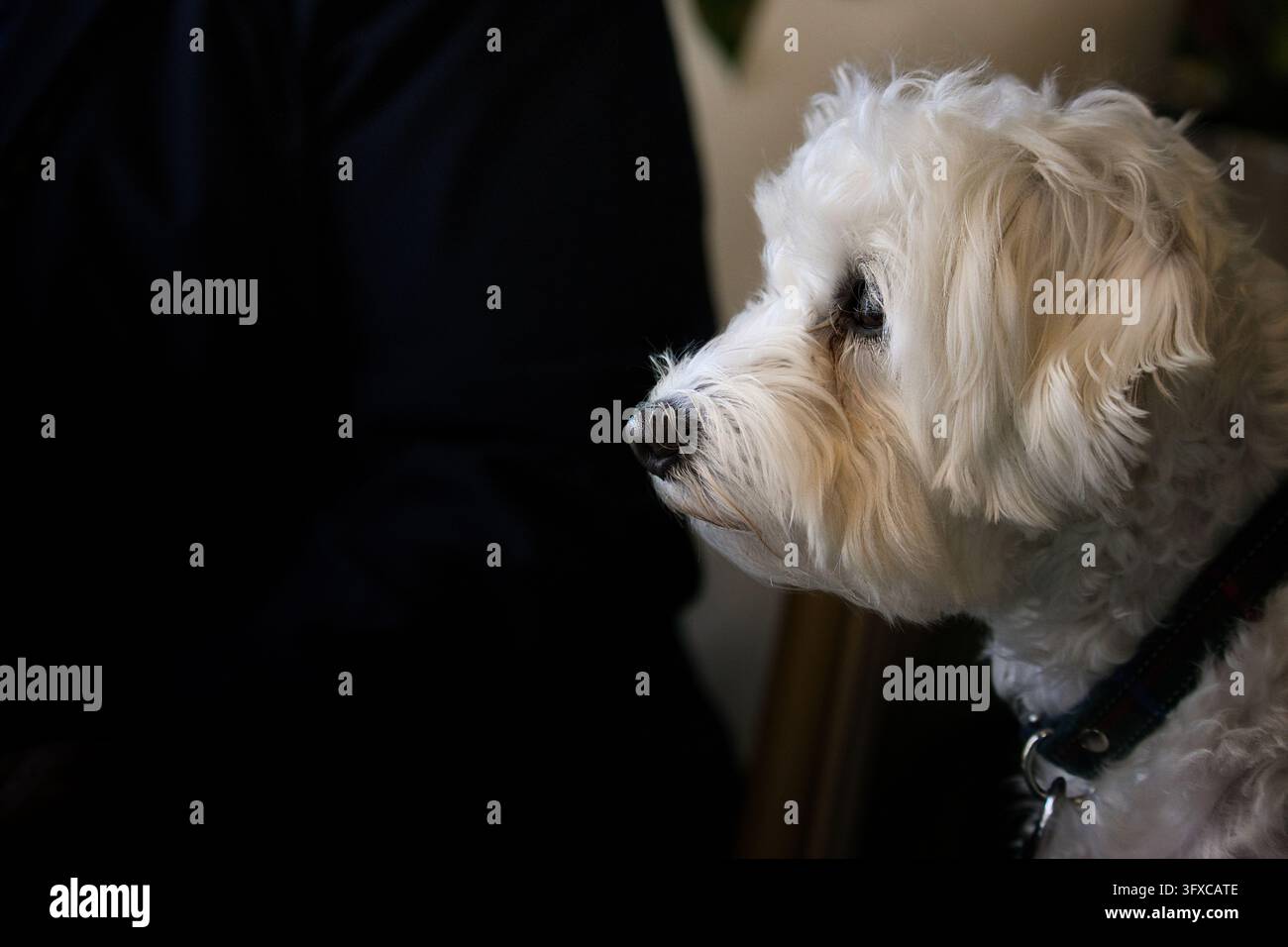 Ritratto di profilo di un cane bianco e soffice che guarda in alto su uno sfondo scuro a Parigi, Francia Foto Stock