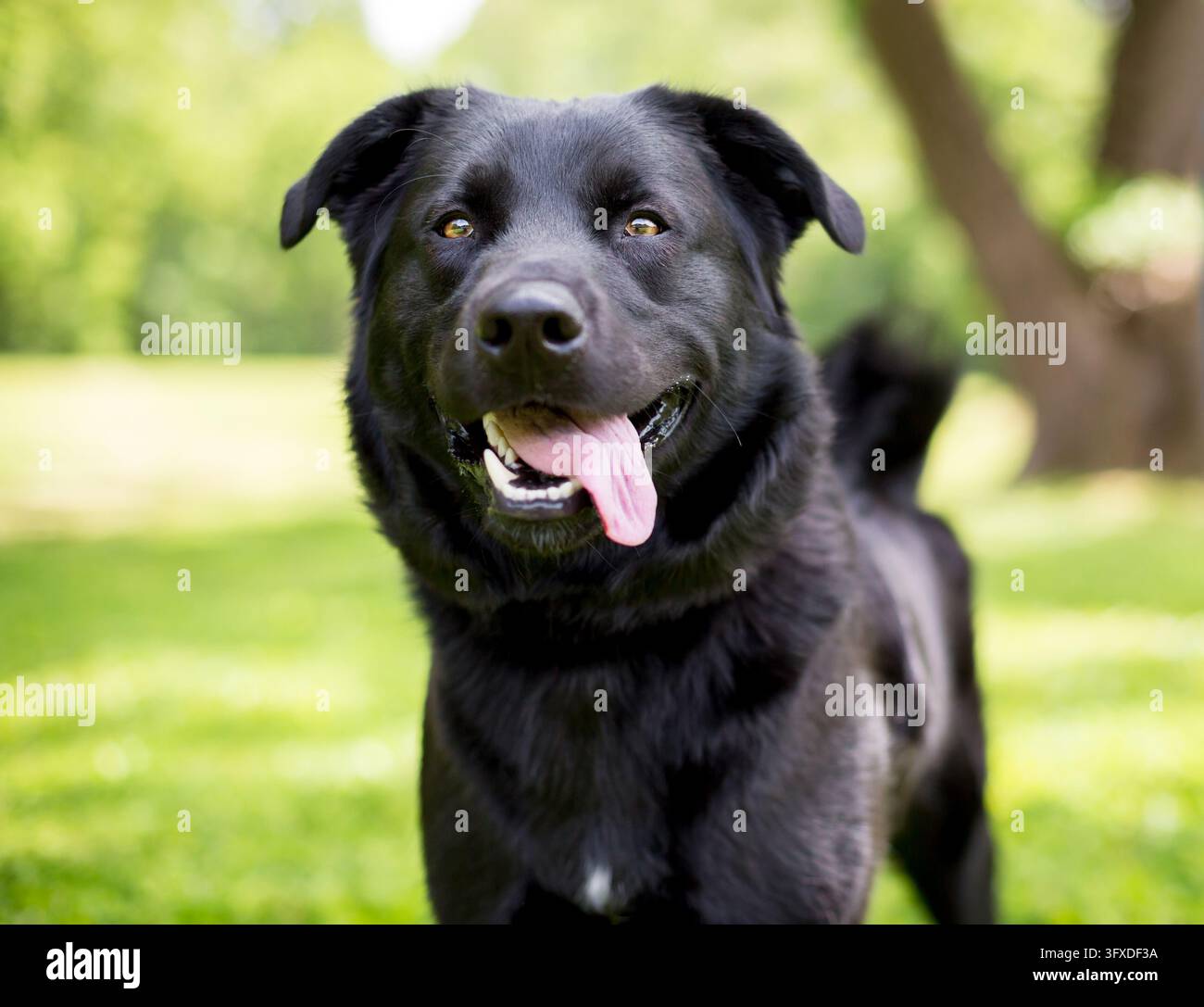 Un cane meticcio Retriever nero con un'espressione felice e la lingua di fuori Foto Stock