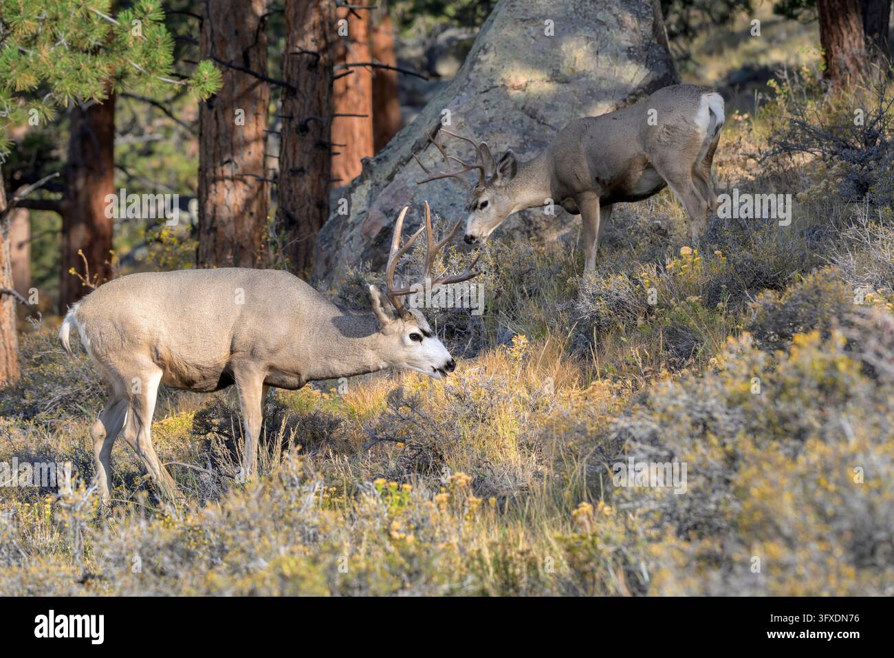 Cervi muleti (Odocoileus hemionus) che pascolano su un pendio montuoso durante l'autunno, Parco nazionale delle Montagne Rocciose, Colorado, USA. Foto Stock