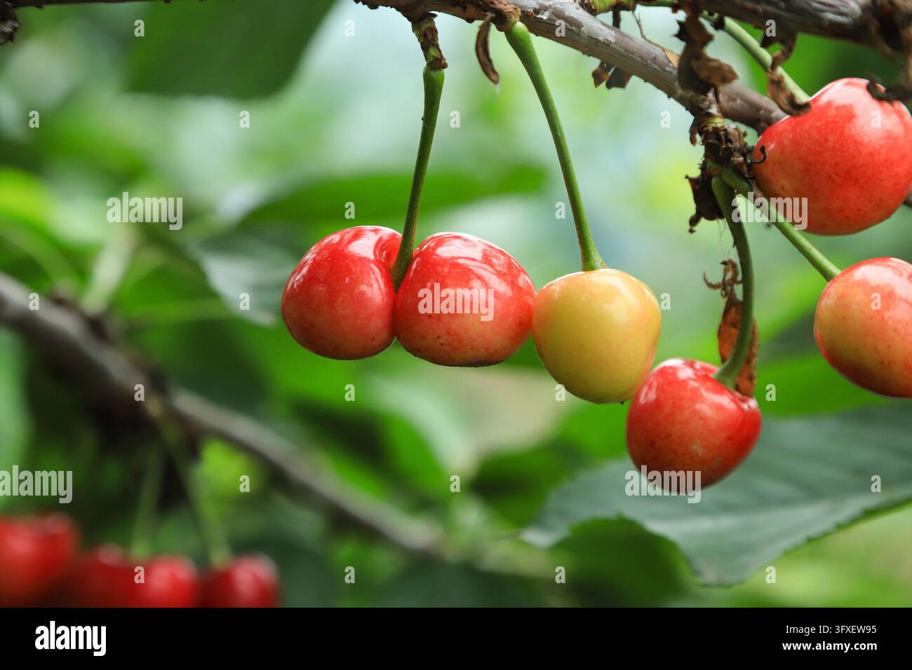 Ciliegie rosse brillanti e mature pendono dai rami degli alberi da frutto, carnose e di un rosso vivace, abbinate a foglie verdi fresche, sfondo sfocato morbido, t Foto Stock