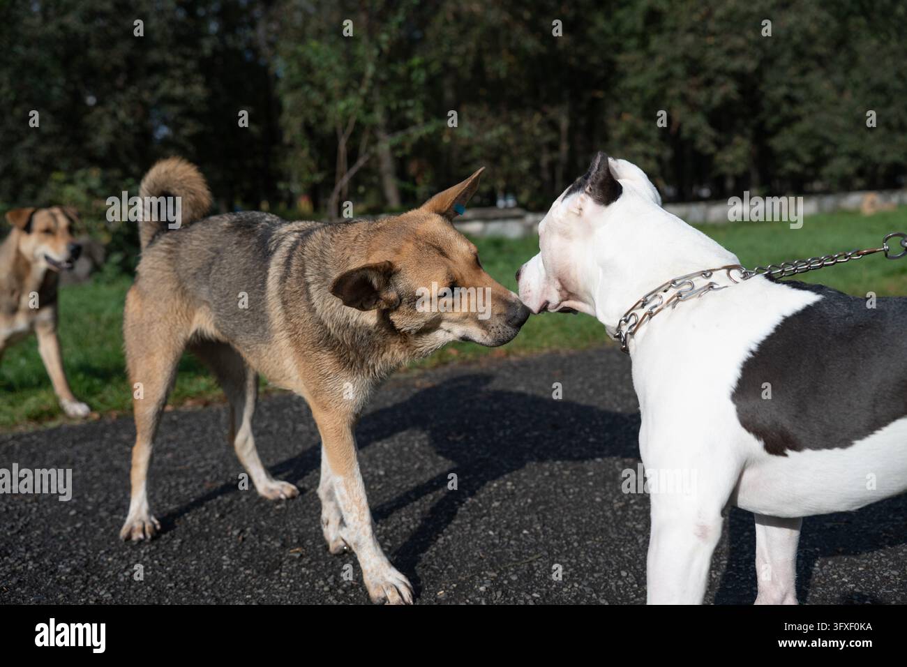 Animali domestici che interagiscono e si salutano durante una passeggiata all'aperto. Concetto di comunicazione canina, comportamento animale, socializzazione degli animali domestici e della vita quotidiana d Foto Stock